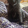 black_kitten, cat, kitten, pet, animal, feline, cute, indoor, cozy, blanket, purple, white, knitted, home, living_room, curious, sitting, young, fur, whiskers