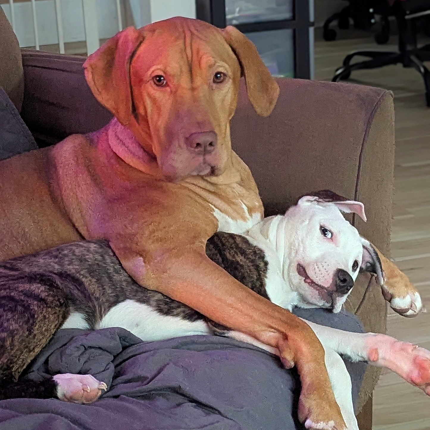 Max And Maggie