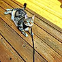 Baby joined the competition — help win amazing prizes! animal, cat, closeup, curious, daylight, domestic_cat, ears, fur, leash, nature, outdoor, paws, pet, playful, relaxed, sitting, sunlight, tabby_cat, whiskers, wooden_deck