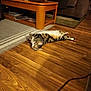 animal, cat, coffee_table, couch, cozy, cushions, domestic, flooring, furniture, home, indoor, living_room, mugs, papers, pet, relaxing, resting, rug, tabby_cat, wooden_floor