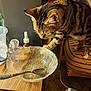 animal, bowl, brown, cat, chair, closeup, curious, domestic, feline, furniture, household_items, indoor, patterned_fur, pet, side_view, spoon, striped_cushion, tabby_cat, tabletop, wooden_table