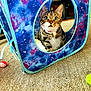 Baby is registered to the contest to win money with this photo: animal, carpet, cat, closeup, collar, colorful, curious, cute, ears, feline, galaxy_pattern, green_eyes, household, indoor, pet, play_cube, sitting, tabby, toy_ball, whiskers