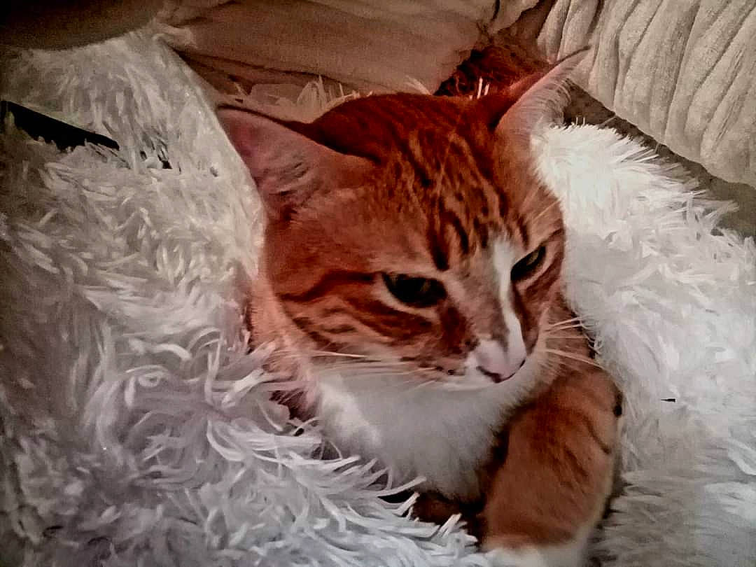 Lenzo participe au concours pour gagner de l'argent avec cette photo : carnivore, cat, cat_supply, claw, comfort, domestic_short_haired_cat, eye, fawn, felidae, fur, paw, pet_supply, pillow, sitting, small_to_medium_sized_cats, snout, tail, terrestrial_animal, tree, whiskers