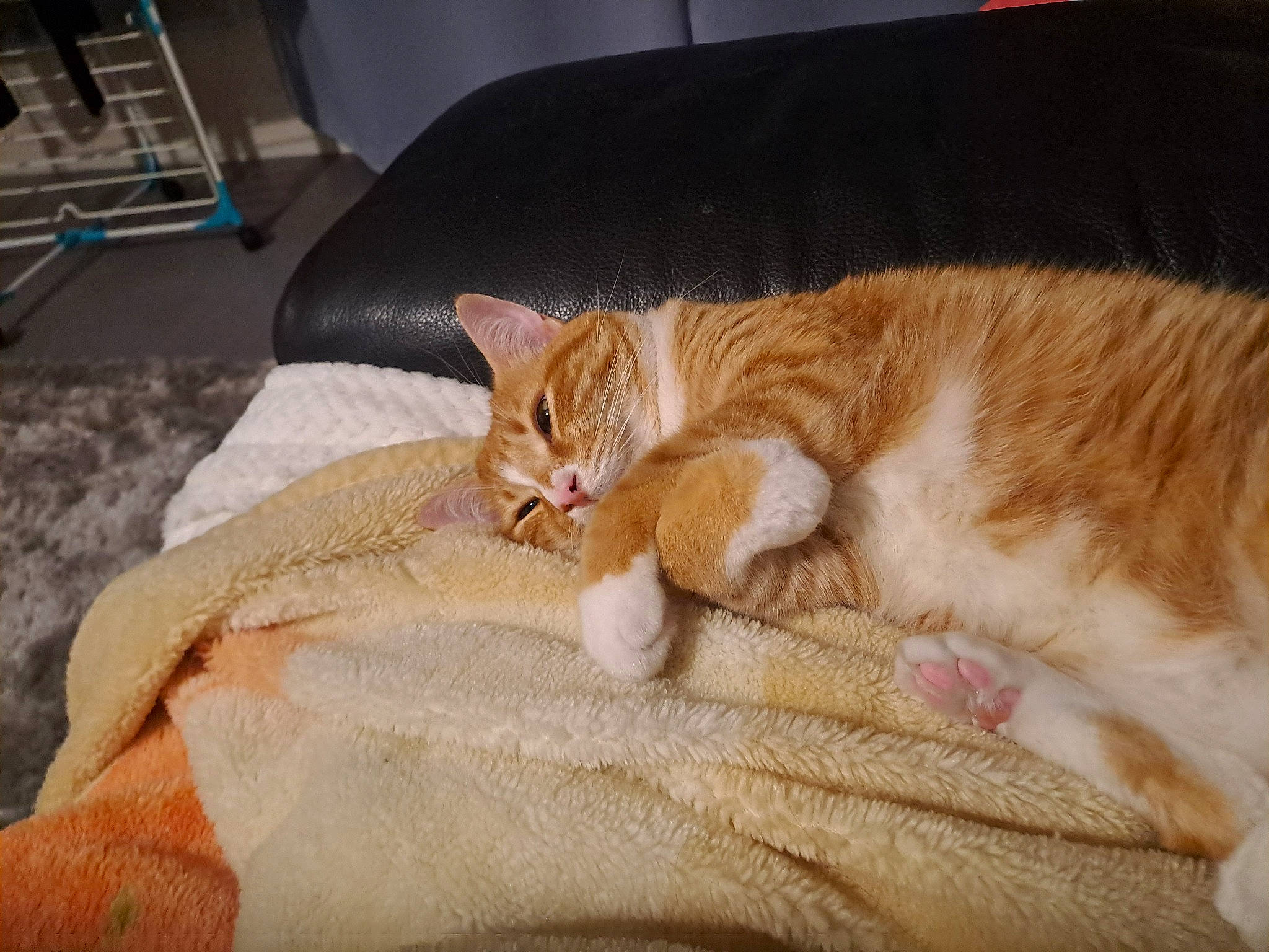 Lenzo participe au concours pour gagner de l'argent avec cette photo : bed, bedding, carnivore, cat, claw, comfort, couch, domestic_short_haired_cat, fawn, felidae, fur, linens, mammal, nap, paw, room, small_to_medium_sized_cats, tail, whiskers, wood