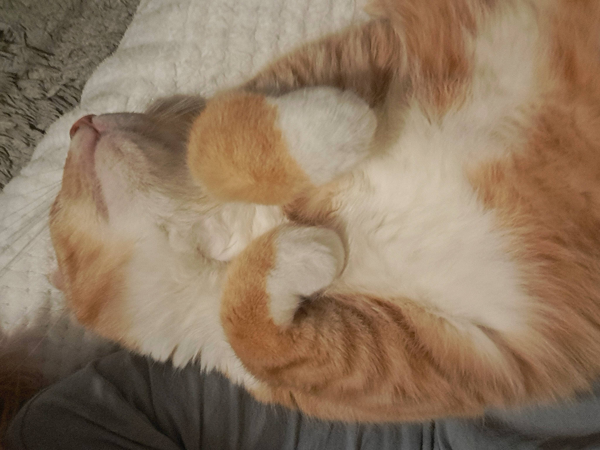 Lenzo participe au concours pour gagner de l'argent avec cette photo : canidae, carnivore, cat, claw, comfort, companion_dog, dog_breed, domestic_short_haired_cat, ear, fawn, felidae, foot, fur, paw, small_to_medium_sized_cats, snout, sporting_group, tail, whiskers, wood