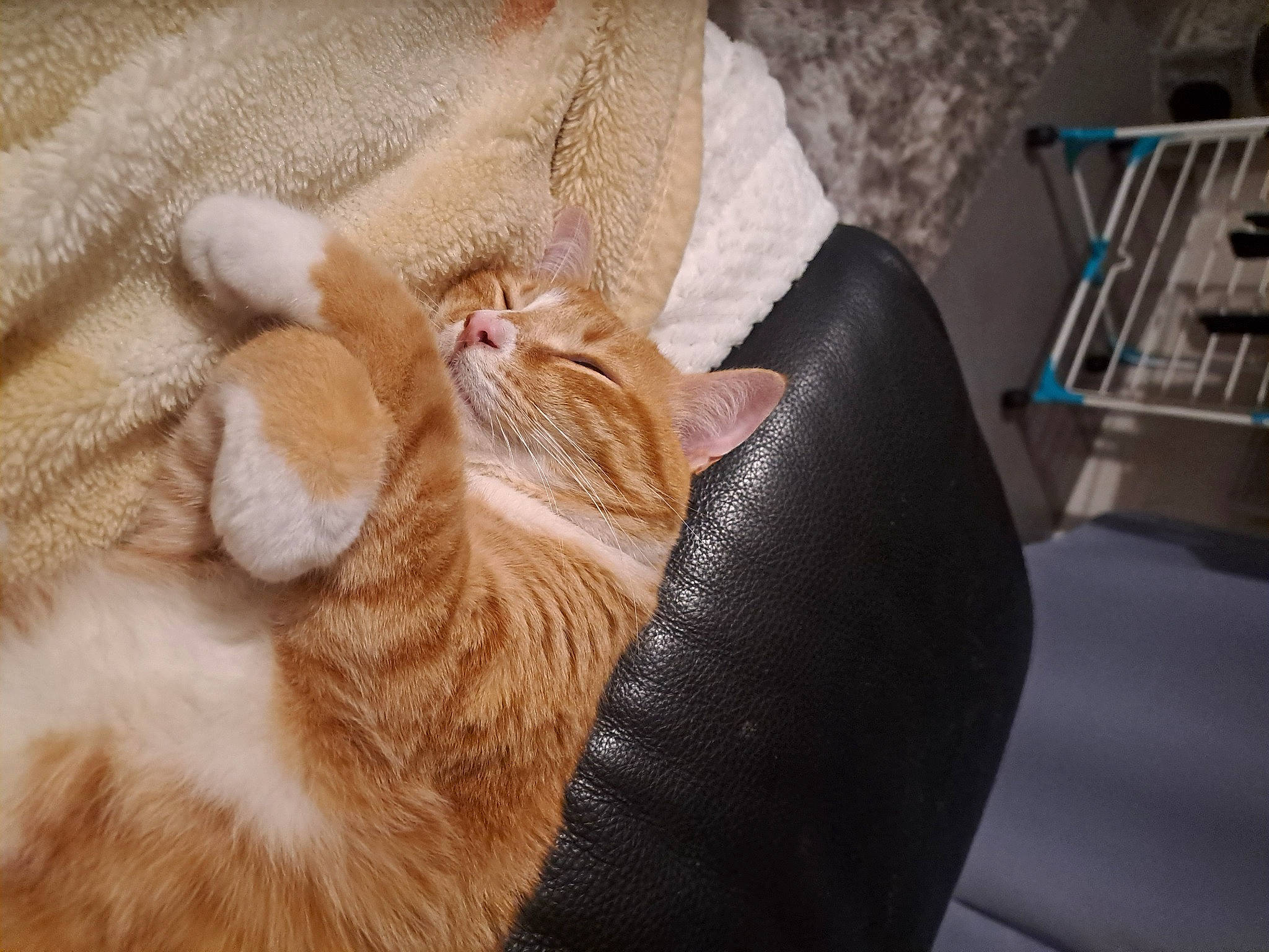 Lenzo a rejoint le concours — aidez-le/la à gagner de superbes lots ! carnivore, cat, claw, comfort, domestic_short_haired_cat, ear, fawn, felidae, foot, fur, human_leg, linens, nail, paw, small_to_medium_sized_cats, snout, tail, terrestrial_animal, whiskers, wood