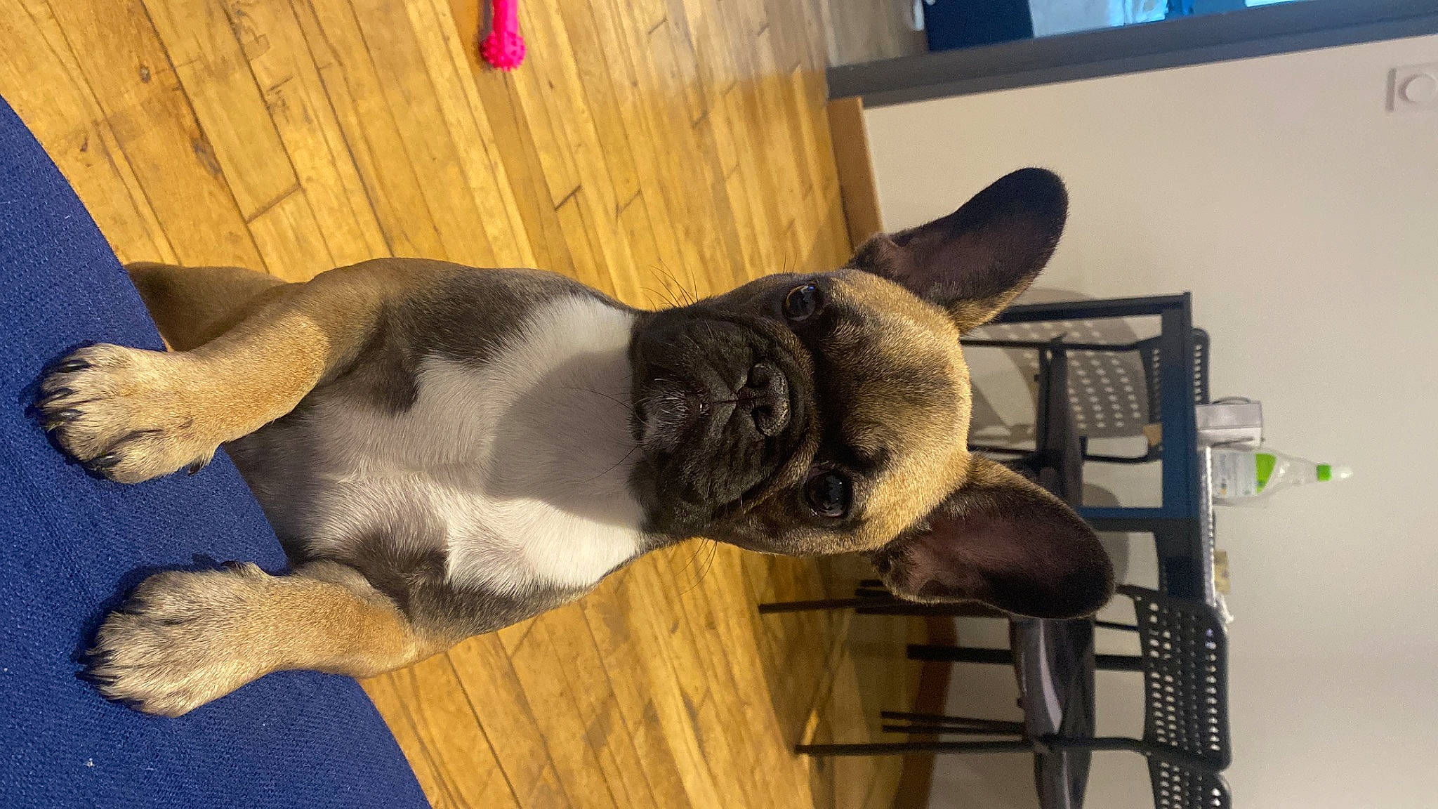 Tracy participe au concours pour gagner de l'argent avec cette photo : boston_terrier, canidae, carnivore, collar, comfort, companion_dog, dog, dog_breed, ear, fawn, fur, hardwood, non_sporting_group, snout, sporting_group, tail, terrestrial_animal, whiskers, wood, working_animal