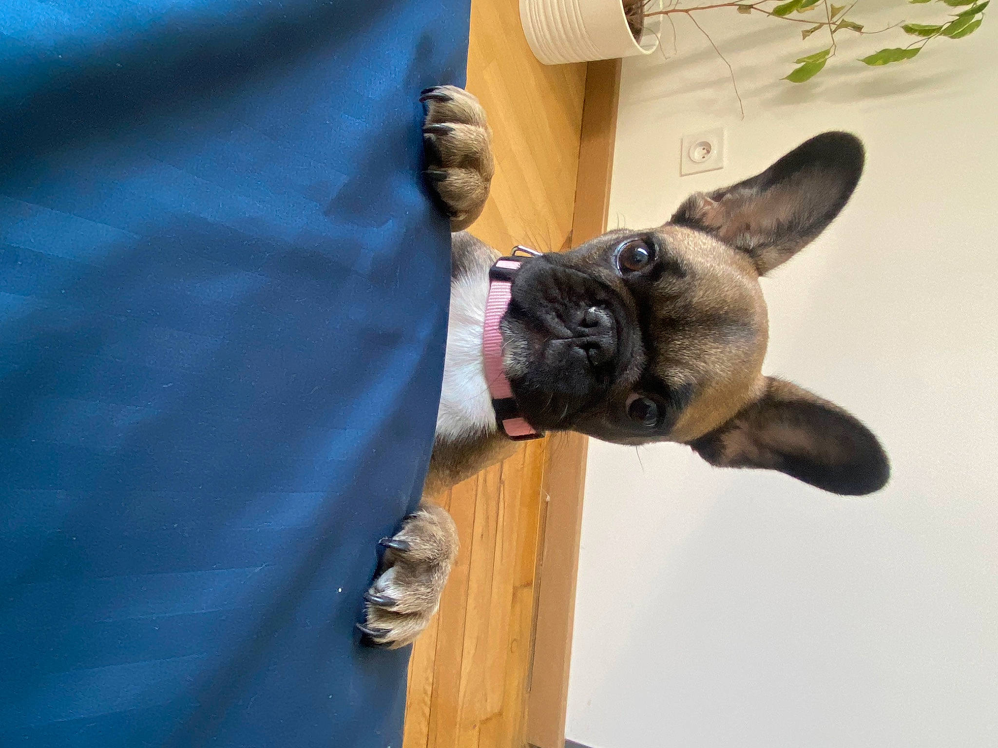 Tracy participe au concours pour gagner de l'argent avec cette photo : canidae, carnivore, collar, companion_dog, dog, dog_breed, dog_collar, ear, electric_blue, fawn, french_bulldog, fur, pet_supply, pug, snout, sporting_group, toy_dog, whiskers, working_animal, wrinkle