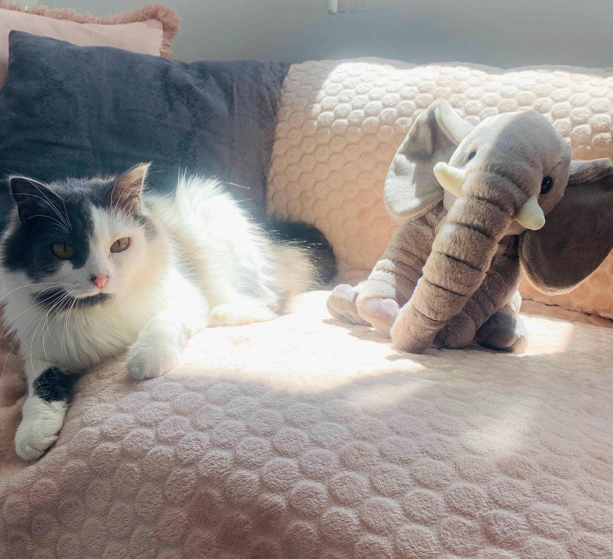 Perle a rejoint le concours — aidez-le/la à gagner de superbes lots ! carnivore, cat, claw, domestic_short_haired_cat, european_shorthair, fawn, felidae, fur, kitten, leg, mammal, munchkin, nose, paw, polydactyl_cat, shoe, skin, small_to_medium_sized_cats, tail, whiskers