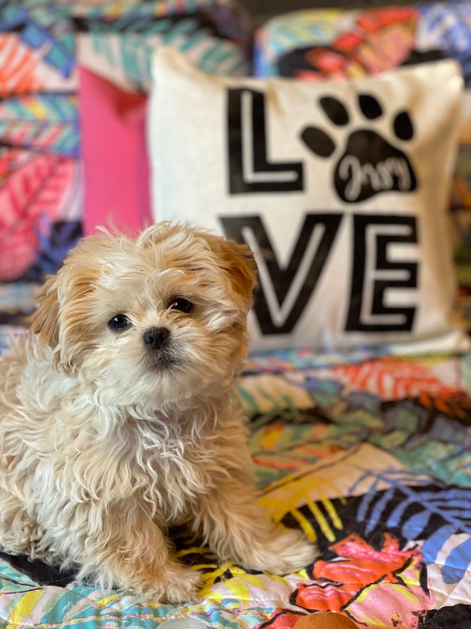 Jersey joined the competition — help win amazing prizes! canidae, carnivore, companion_dog, dog, dog_breed, dog_supply, event, fur, liver, maltepoo, non_sporting_group, pekapoo, poodle_crossbreed, puppy_love, small_terrier, snout, sporting_group, terrier, toy_dog, yorkipoo