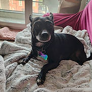 Chipie a rejoint le concours — aidez-le/la à gagner de superbes lots ! dog, black_dog, pet, indoor, blanket, window, natural_light, collar, tag, cozy, fur, resting, curious, basket, pink_cloth, floor, home, portrait, animal, cute