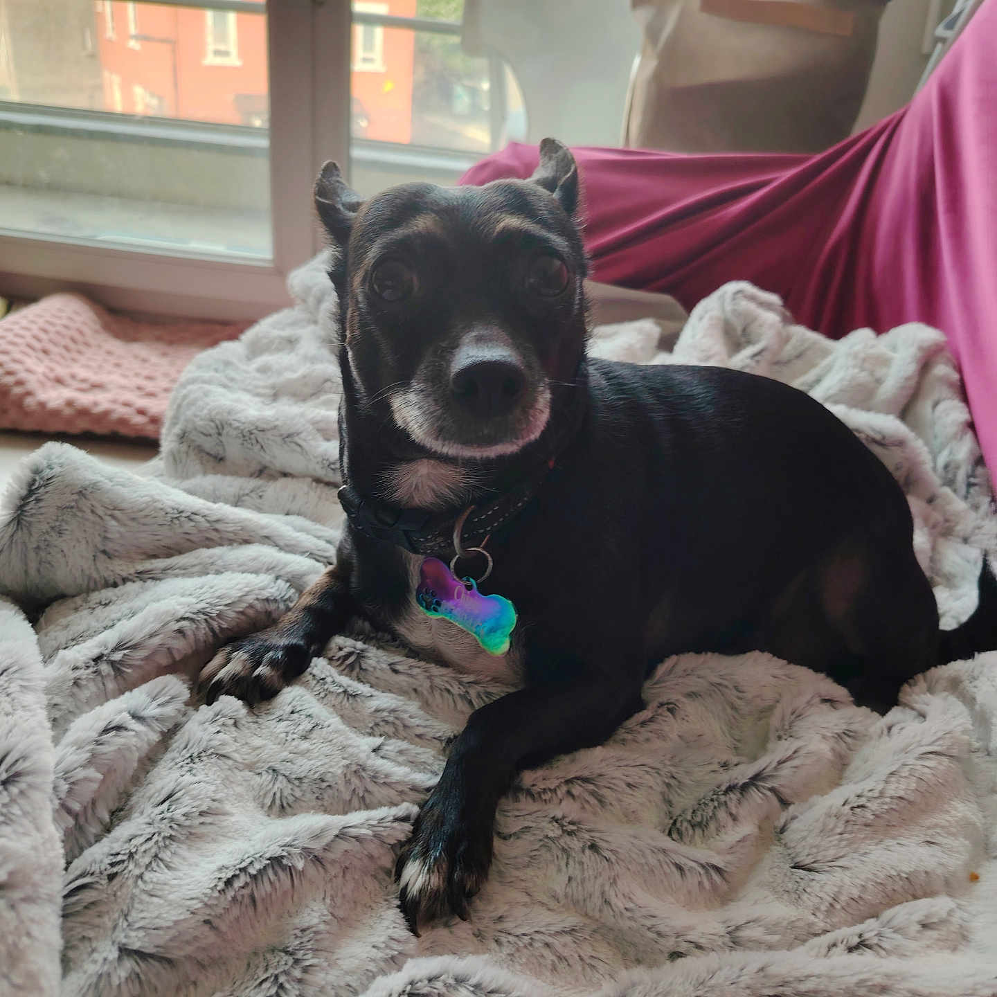 Chipie a rejoint le concours — aidez-le/la à gagner de superbes lots ! dog, black_dog, pet, indoor, blanket, window, natural_light, collar, tag, cozy, fur, resting, curious, basket, pink_cloth, floor, home, portrait, animal, cute