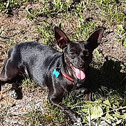 Chipie a rejoint le concours — aidez-le/la à gagner de superbes lots ! animal, black_dog, canine, collar, daylight, dog, ears_up, grass, grass_patch, ground, happy, lying_down, nature, outdoor, pet, playful, relaxed, sunlight, tongue, tongue_out