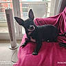 Chipie a rejoint le concours — aidez-le/la à gagner de superbes lots ! animal, balcony, black_dog, chair, collar, couch, daylight, dog, ears, fan, floor, glass_door, house, indoor, leash, looking, pet, pink_cloth, relaxed, window