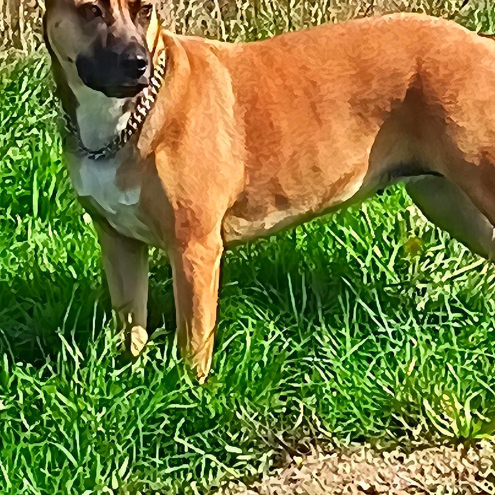 Tiana participe au concours pour gagner de l'argent avec cette photo : alert, animal, brown_coat, canine, collar, daytime, dog, ears_up, field, fur, grass, leisure, muzzle, nature, outdoor, pet, side_view, standing, sunlight, watchful