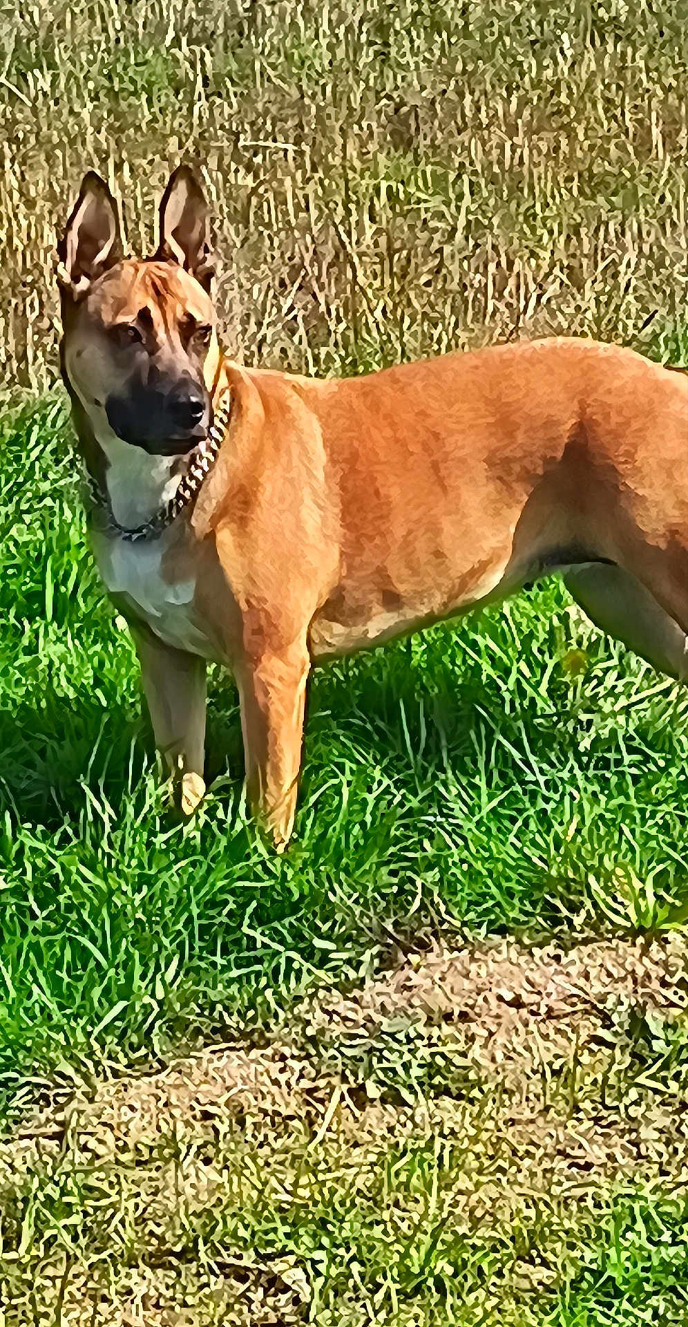 Tiana participe au concours pour gagner de l'argent avec cette photo : dog, animal, grass, outdoor, collar, alert, standing, ears_up, brown_coat, nature, field, pet, canine, sunlight, fur, muzzle, side_view, watchful, daytime, leisure