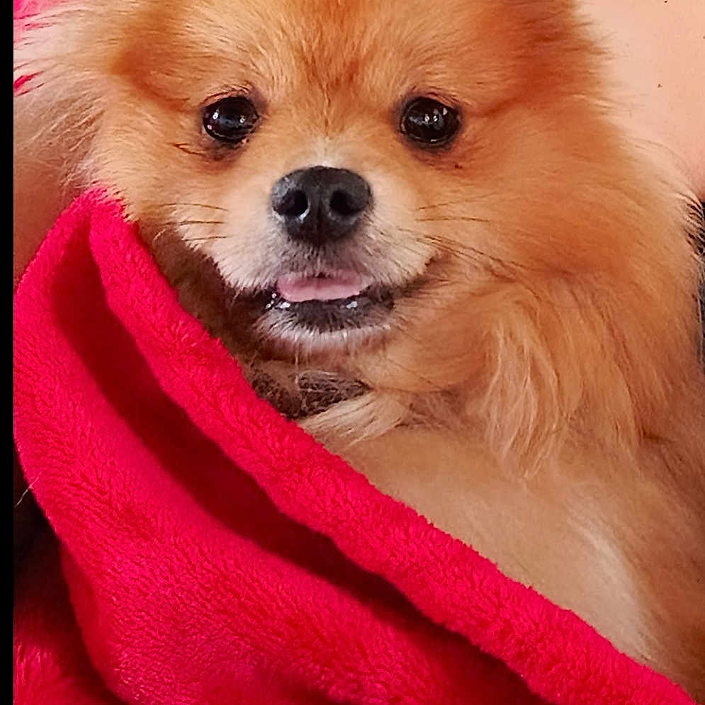 Ania a rejoint le concours — aidez-le/la à gagner de superbes lots ! animal, comfort, couch, cozy, cute, dog, domestic_animal, ears, face, fluffy, fur, indoors, nose, pet, pomeranian, red_blanket, relaxing, small_dog, tongue_out, whiskers