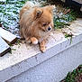 dog, pomeranian, outdoor, snow, grass, small_dog, fur, animal, pet, curious, ledgestep, wood, cold, winter, nature, cautious, walking, greenery, daylight, fluffy