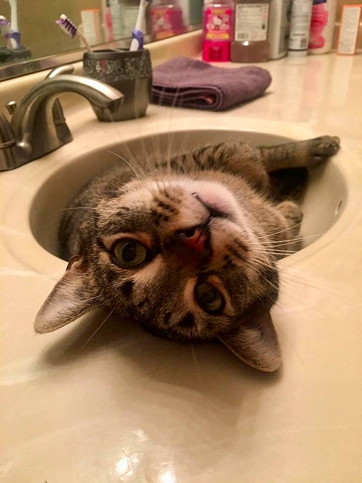 Alex joined the competition — help win amazing prizes! american_shorthair, asian, carnivore, cat, domestic_short_haired_cat, dragon_li, ear, european_shorthair, felidae, fur, kitten, organism, small_to_medium_sized_cats, snout, tabby_cat, whiskers