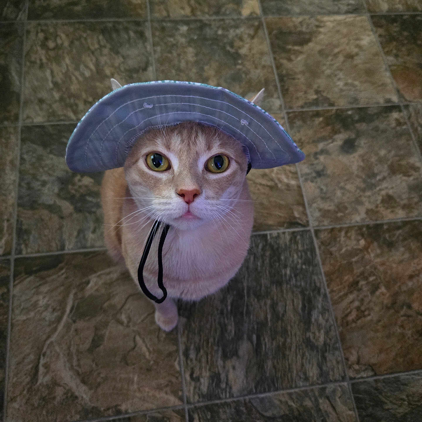 Tanny joined the competition — help win amazing prizes! animal, brown_cat, cat, chin_strap, close_up, curious, cute, domestic_animal, ears, feline, floor, hat, headwear, indoor, looking_up, pet, portrait, tile, whiskers, wide_eyes