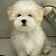 Snowy-Wan-kenobi joined the competition — help win amazing prizes! puppy, dog, white_fur, fluffy, pet, cute, animal, sitting, floor, indoor, shoe, sneaker, tile_floor, small_dog, adorable, young_dog, fur, face, nose, paw