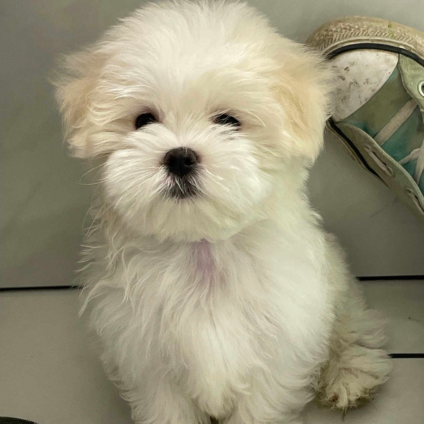 Snowy-Wan-kenobi joined the competition — help win amazing prizes! adorable, animal, cute, dog, face, floor, fluffy, fur, indoor, nose, paw, pet, puppy, shoe, sitting, small_dog, sneaker, tile_floor, white_fur, young_dog