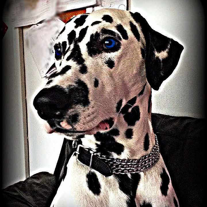 Diego