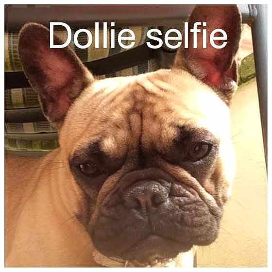 Dollie joined the competition — help win amazing prizes!
