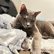 Mystie a rejoint le concours — aidez-le/la à gagner de superbes lots ! cat, gray_cat, pet, animal, feline, relaxing, blanket, soft_texture, indoor, cozy, fur, whiskers, ears, paw, resting, closeup, portrait, cute, domestic_animal, comfortable