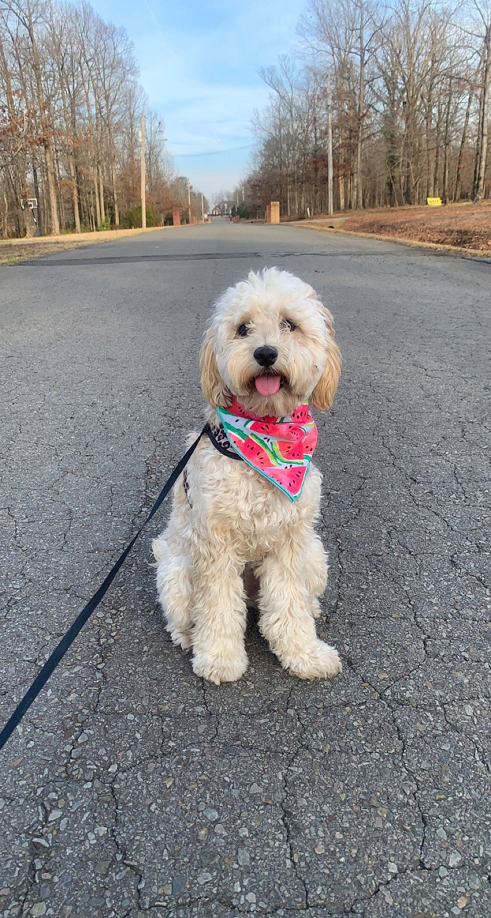 Honey is registered to the contest to win money with this photo: asphalt, canidae, carnivore, collar, companion_dog, dog, dog_breed, dog_collar, dog_supply, grass, leash, plant, poodle, road, road_surface, sky, sporting_group, toy_dog, tree, water_dog
