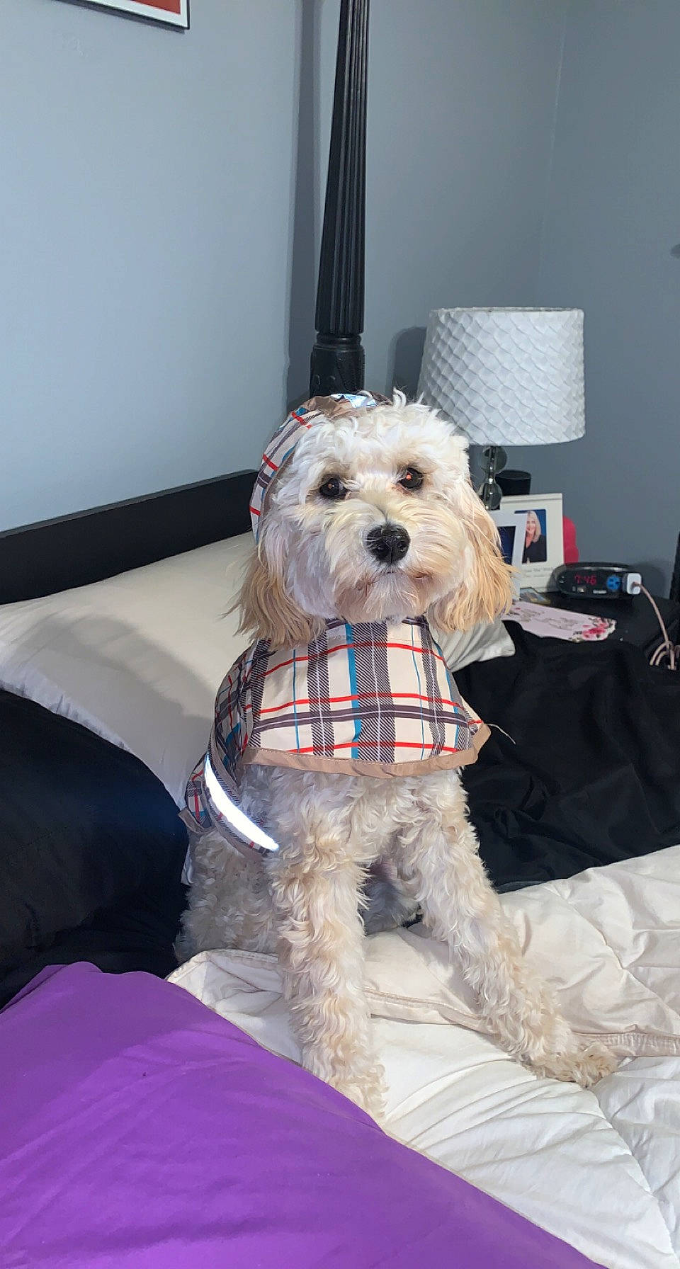 Honey joined the competition — help win amazing prizes! carnivore, cockapoo, collar, companion_dog, dog, dog_breed, dog_clothes, dog_collar, dog_supply, fur, labradoodle, leash, pet_supply, small_terrier, snout, sporting_group, terrier, toy, toy_dog, working_animal