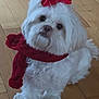 dog, white_dog, fluffy, scarf, red_bow, indoor, wooden_floor, pet, cute, small_dog, fur, looking_up, adorable, sitting, portrait, companion, domestic_animal, animal, winter_accessory, holiday