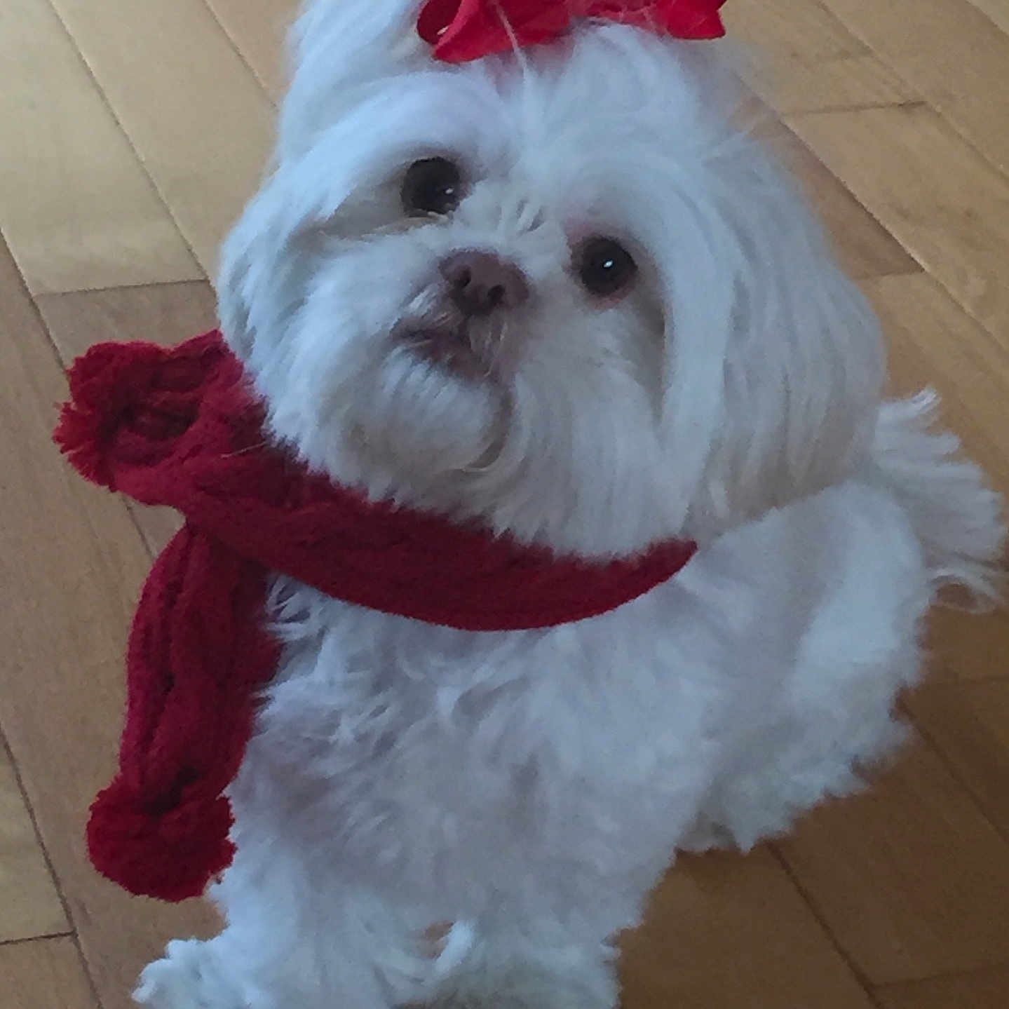 Molly joined the competition — help win amazing prizes! adorable, animal, companion, cute, dog, domestic_animal, fluffy, fur, holiday, indoor, looking_up, pet, portrait, red_bow, scarf, sitting, small_dog, white_dog, winter_accessory, wooden_floor