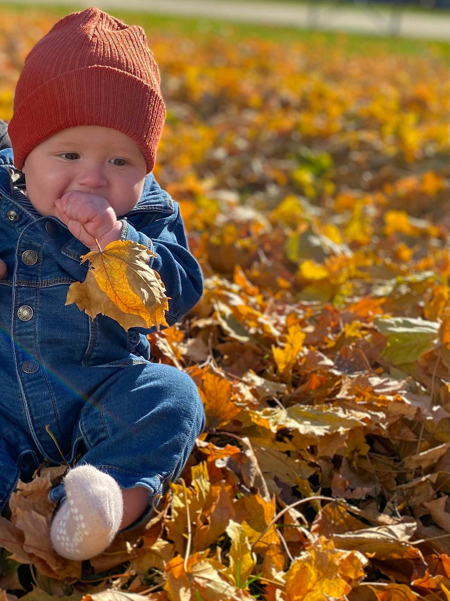 Logan is registered to the contest to win money with this photo: baby, child, autumn, leaves, denim, beanie, outdoor, fall, nature, cute, seasonal, portrait, baby_clothes, leaf, sitting, soft_light, casual, infant, warm_colors, playful