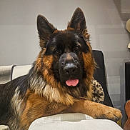 Volt a rejoint le concours — aidez-le/la à gagner de superbes lots ! dog, german_shepherd, pet, canine, animal, tongue_out, fur, ears_up, indoor, couch, relaxed, looking_at_camera, mammal, domestic_animal, brown_fur, black_fur, friendly, companion, household, portrait