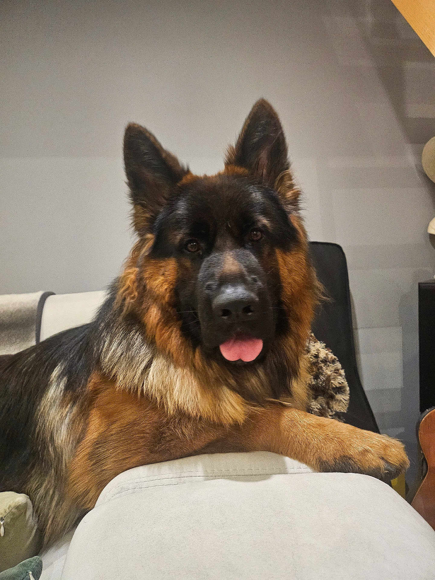 Volt a rejoint le concours — aidez-le/la à gagner de superbes lots ! dog, german_shepherd, pet, canine, animal, tongue_out, fur, ears_up, indoor, couch, relaxed, looking_at_camera, mammal, domestic_animal, brown_fur, black_fur, friendly, companion, household, portrait