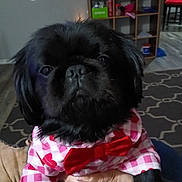 Shadow joined the competition — help win amazing prizes! dog, black_dog, pet_clothing, bow_tie, indoor, carpet, hand, shelf, furniture, red, white, checkered_pattern, person_holding, living_room, floor, decor, cute, animal, portrait, cozy