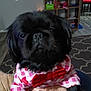 dog, black_dog, pet_clothing, bow_tie, indoor, carpet, hand, shelf, furniture, red, white, checkered_pattern, person_holding, living_room, floor, decor, cute, animal, portrait, cozy