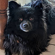 Angel is registered to the contest to win money with this photo: animal, black_dog, canine, close_up, companion, cute, dog, domestic_animal, floor, fluffy, fur, household, indoor, indoor_lighting, looking_up, pet, resting, sandal, tile_floor, wooden_table_leg