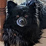 animal, black_dog, canine, close_up, companion, cute, dog, domestic_animal, floor, fluffy, fur, household, indoor, indoor_lighting, looking_up, pet, resting, sandal, tile_floor, wooden_table_leg