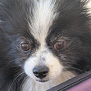 Betsy joined the competition — help win amazing prizes! dog, close_up, black_and_white, fluffy, fur, face, eyes, nose, pet, canine, portrait, animal, muzzle, whiskers, outdoor, snout, expression, looking, cute, fur_texture