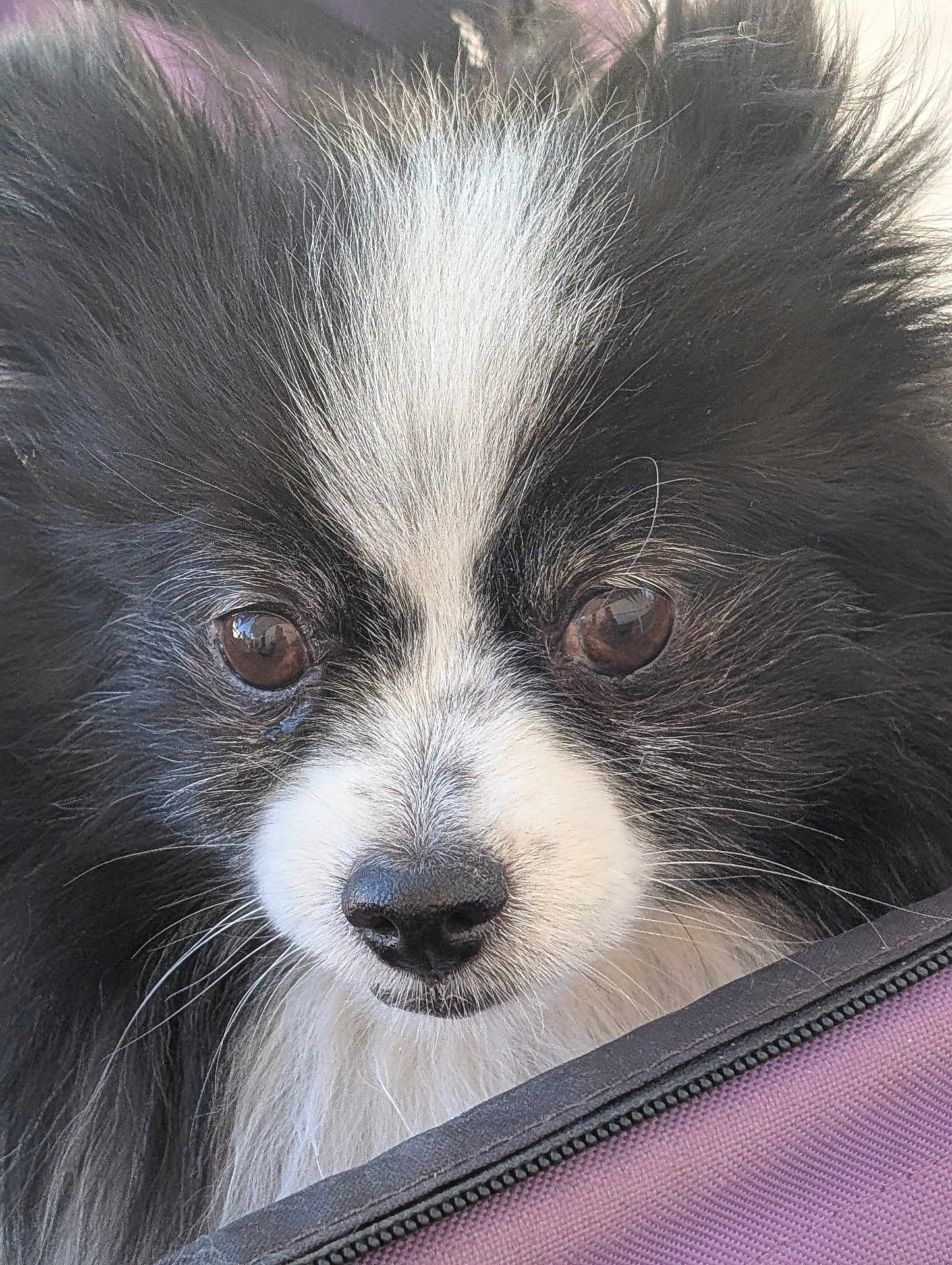 Betsy joined the competition — help win amazing prizes! dog, close_up, black_and_white, fluffy, fur, face, eyes, nose, pet, canine, portrait, animal, muzzle, whiskers, outdoor, snout, expression, looking, cute, fur_texture