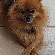 Gizmo joined the competition — help win amazing prizes! dog, pomeranian, small_dog, fluffy, pet, animal, lying_down, front_paws, crossed_paws, brown_fur, indoor, tile_floor, looking_at_camera, calm, cute, domestic_animal, companion, pet_collar, fur, close_up