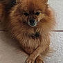 animal, brown_fur, calm, close_up, companion, crossed_paws, cute, dog, domestic_animal, fluffy, front_paws, fur, indoor, looking_at_camera, lying_down, pet, pet_collar, pomeranian, small_dog, tile_floor