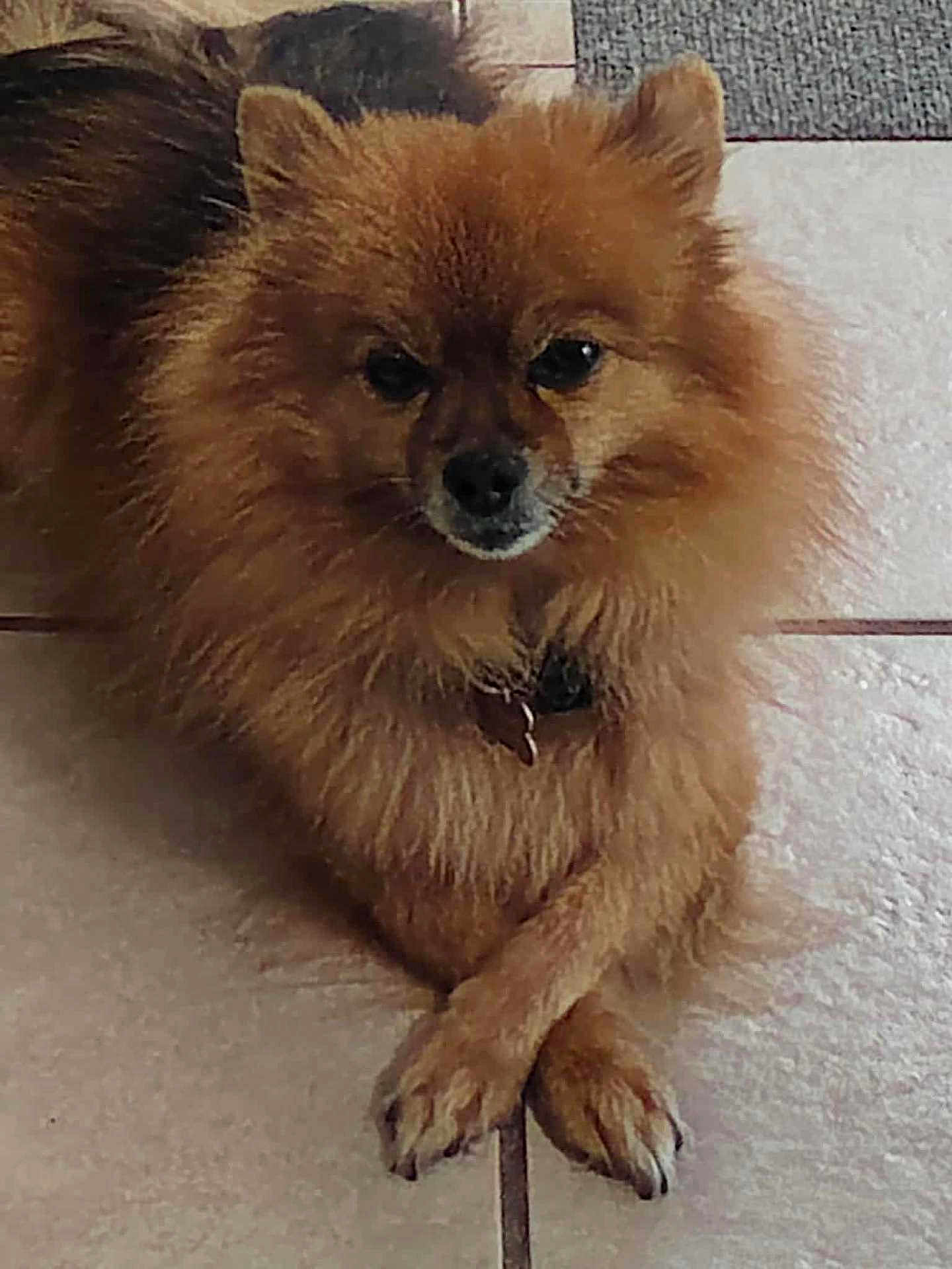 Gizmo