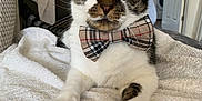 George joined the competition — help win amazing prizes! animal, bow_tie, cat, close_up, cozy, cute, domestic, ears, feline, fur, household, indoor, muzzle, paws, pet, portrait, relaxed, tabby, whiskers, white_towel