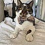 animal, bow_tie, cat, close_up, cozy, cute, domestic, ears, feline, fur, household, indoor, muzzle, paws, pet, portrait, relaxed, tabby, whiskers, white_towel