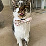 George joined the competition — help win amazing prizes! animal, bow_tie, carpet, cat, cute, domestic_cat, ears, eyes, feline, fur, furniture, household, indoor, mischievous, pet, playful, portrait, sitting, tongue_out, whiskers