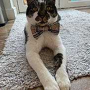 George joined the competition — help win amazing prizes! animal, bow_tie, cat, close_up, domestic_cat, ears, feline, floor, indoor, looking_at_camera, natural_light, paws, pet, portrait, relaxed, rug, tabby_fur, whiskers, white_fur, window