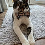animal, bow_tie, cat, close_up, domestic_cat, ears, feline, floor, indoor, looking_at_camera, natural_light, paws, pet, portrait, relaxed, rug, tabby_fur, whiskers, white_fur, window